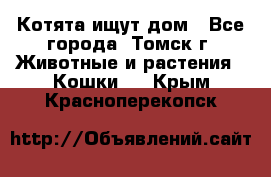 Котята ищут дом - Все города, Томск г. Животные и растения » Кошки   . Крым,Красноперекопск